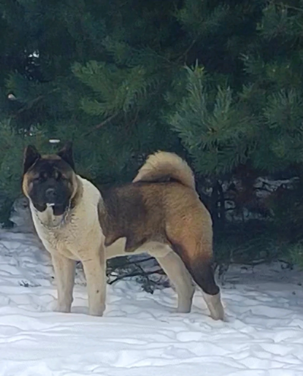 Akita alyánd kba ingyen elvihető 