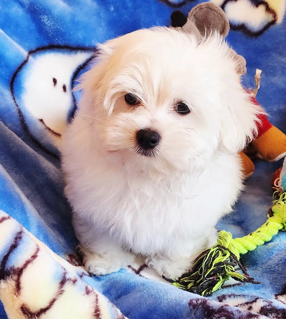 Törzskönyves szülőktől gyönyörű szép kisméretű Bichon Havanese kiskutyák eladók . 