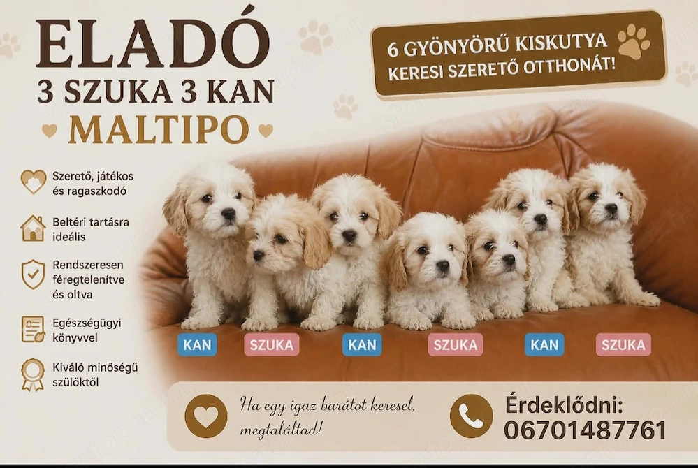 Maltipo kölykök gazdit keresnek