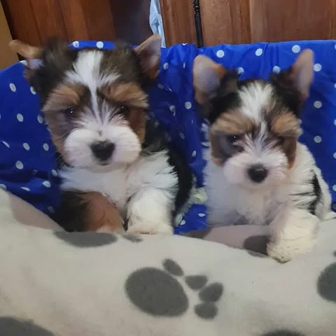 Gyönyörű Biewer Yorki Yorkshire terrier 2 hónapos  1 kisfiú és 1 kislány keresi szerető családját!