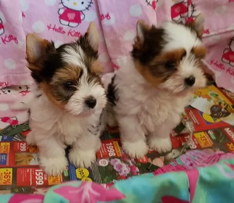 2 hónapos Biewer Yorkshire Yorki mini kisfiú  és kislány oltva, keresi gazdiját!
