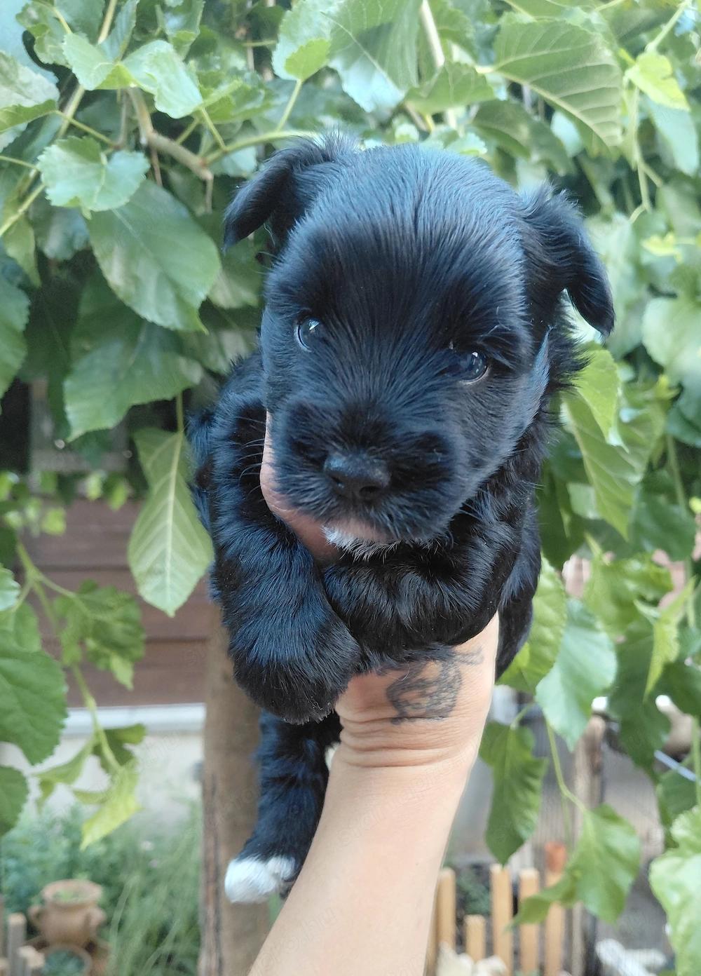 Minőségi yorkie kisfiúk 