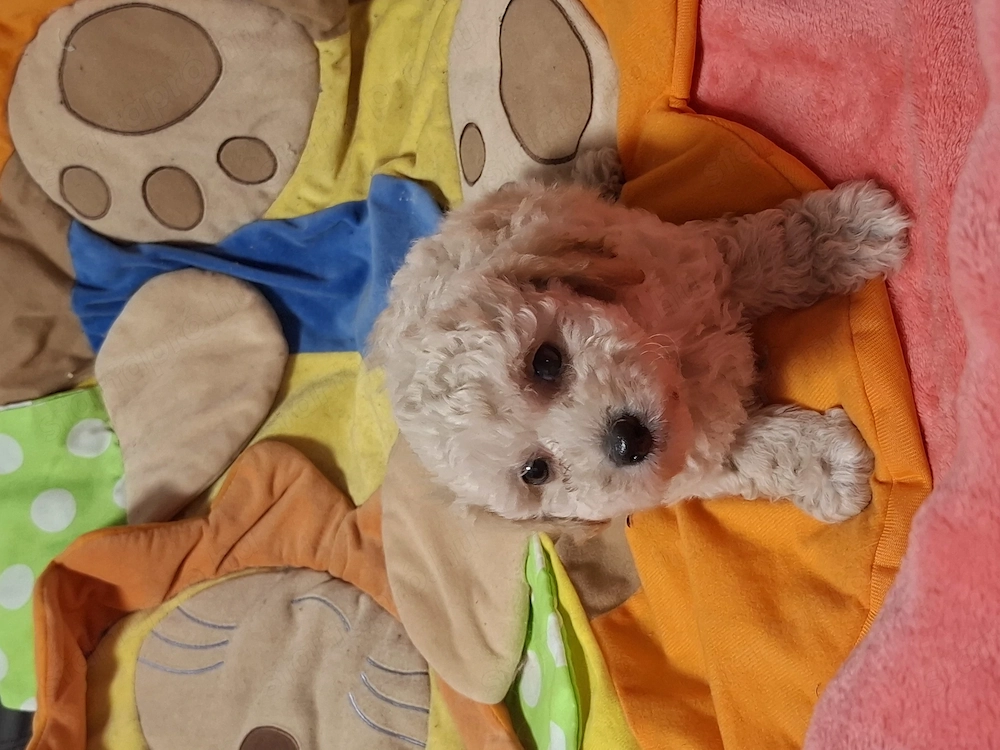 Maltipoo szuka, kan kiskutyák 