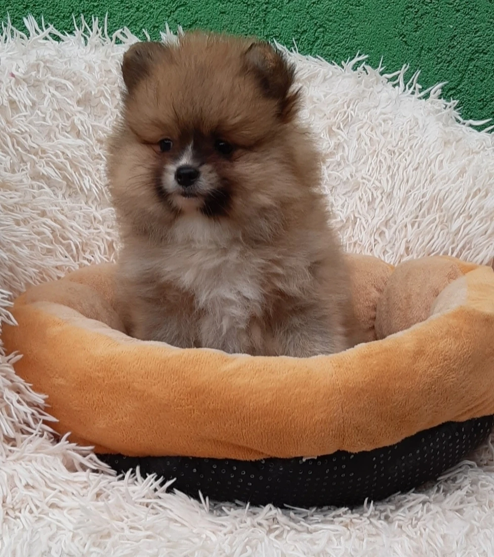 Spitz kiskutyák eladók 