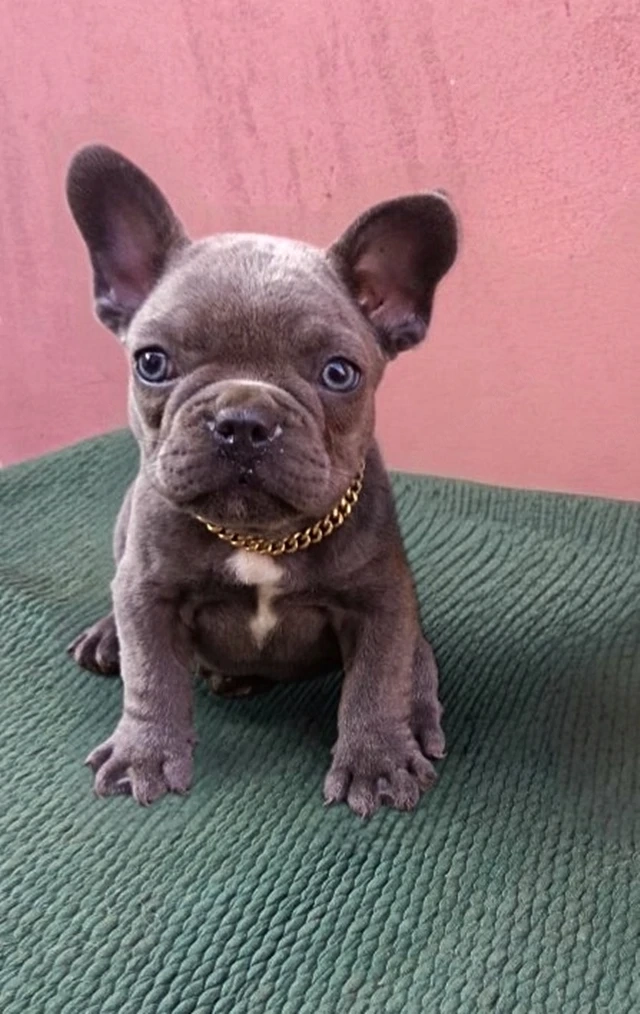 Francia bulldog, kék (blue) lány