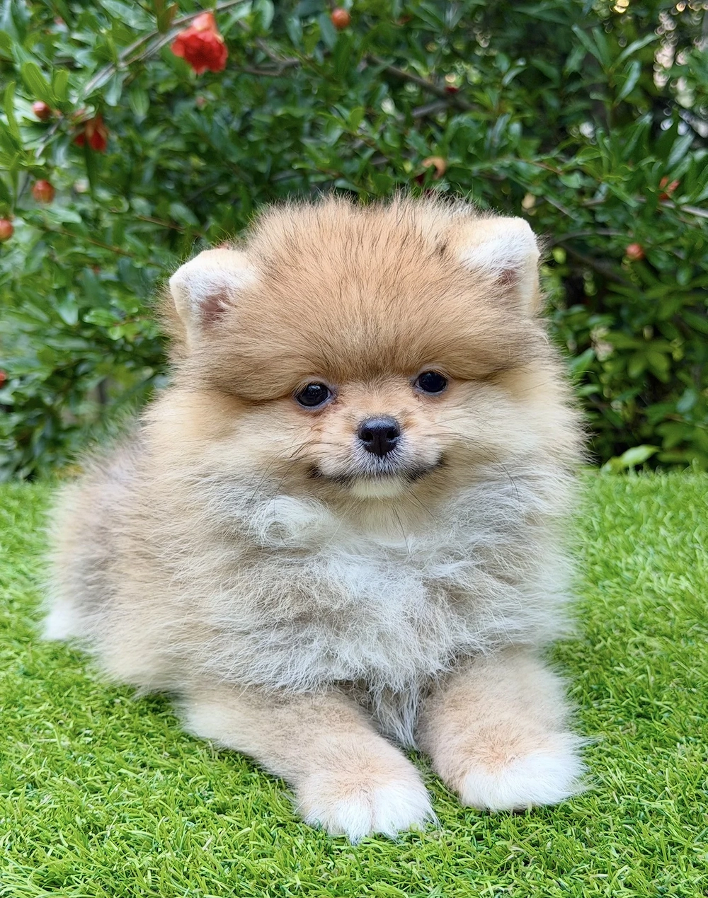 Pomerániai törpe spitz szuka