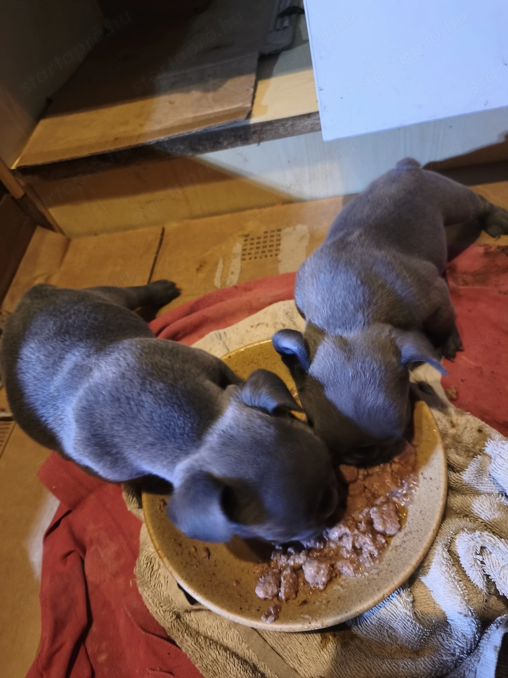 Francia bulldog kiskutyák eladók!