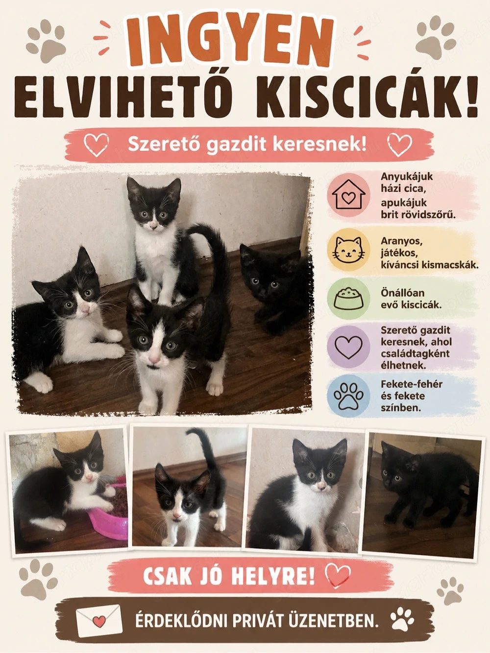 Ingyen elvihető kismacskák