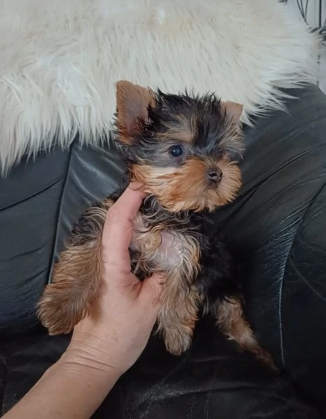 Picike méretű yorkshire terrier kiskutyák eladóak