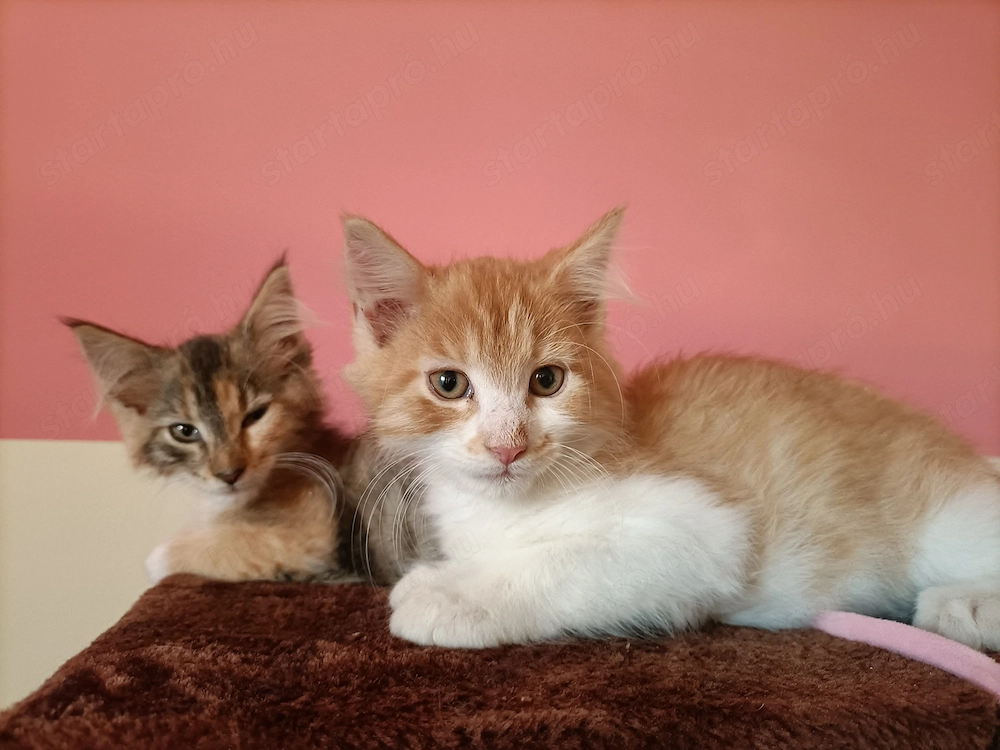 Maine coon 