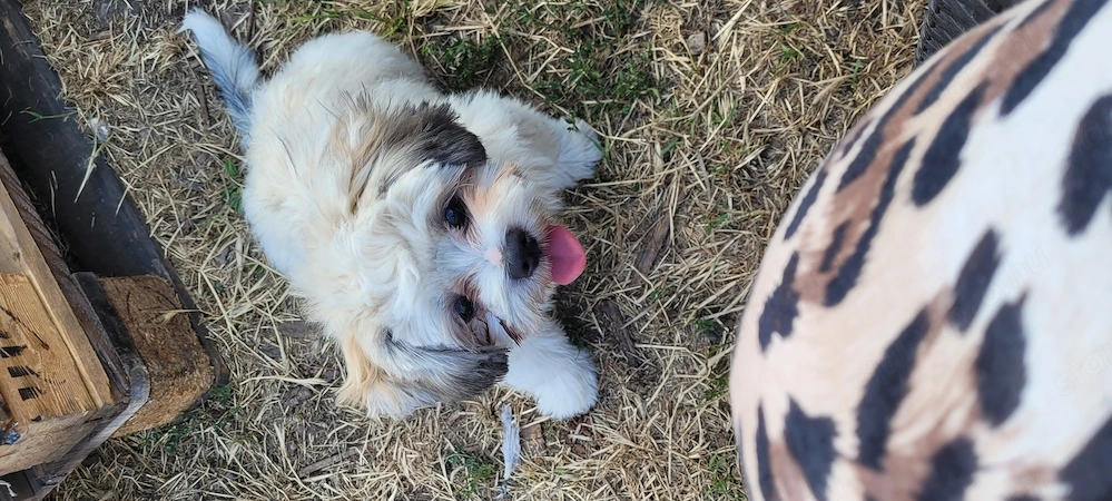 5 hónapos Lhasa Apso kiskutya eladó