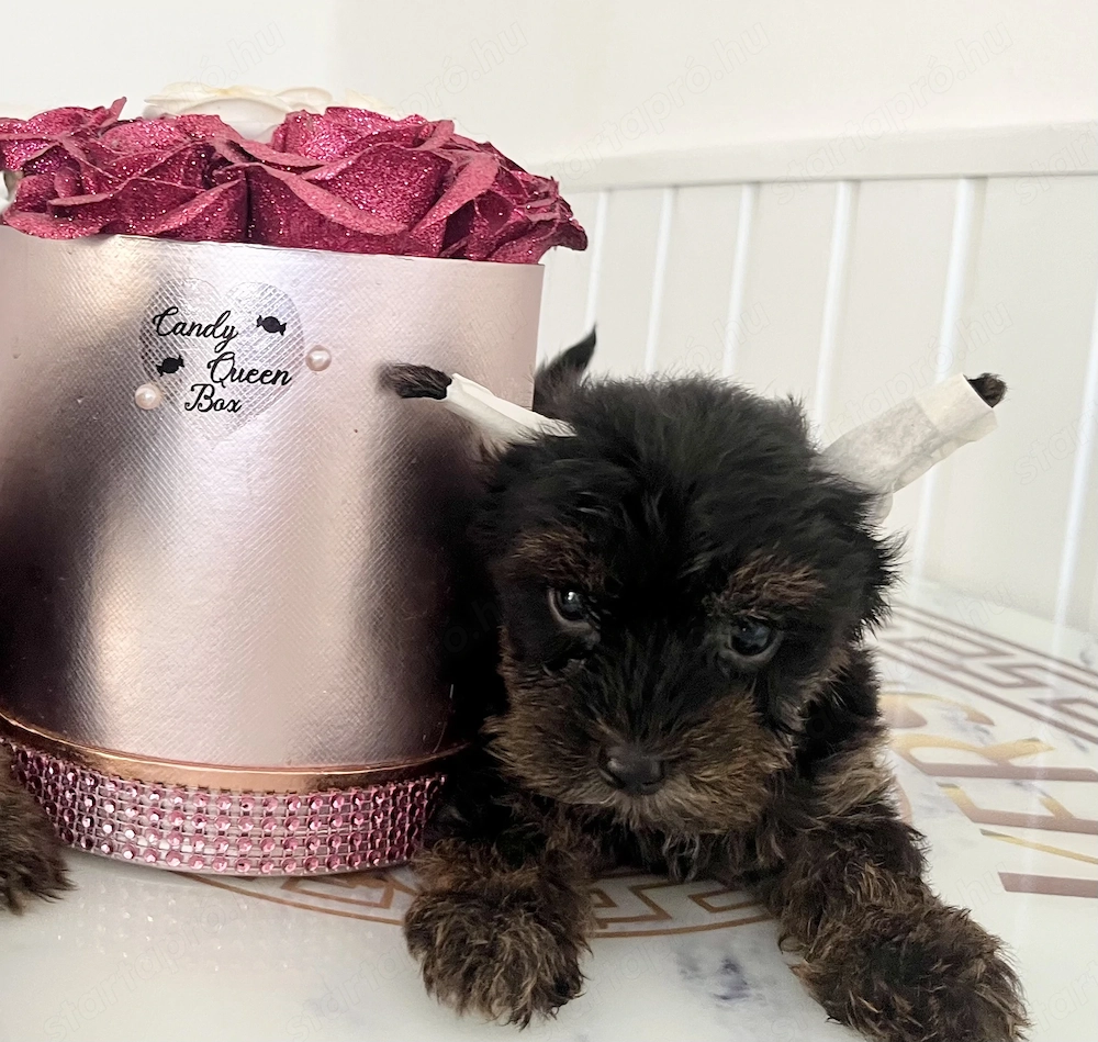 Yorkie kisfiú eladó !
