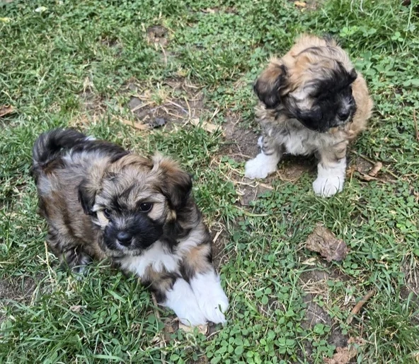 Bichon havanese kiskutyák 