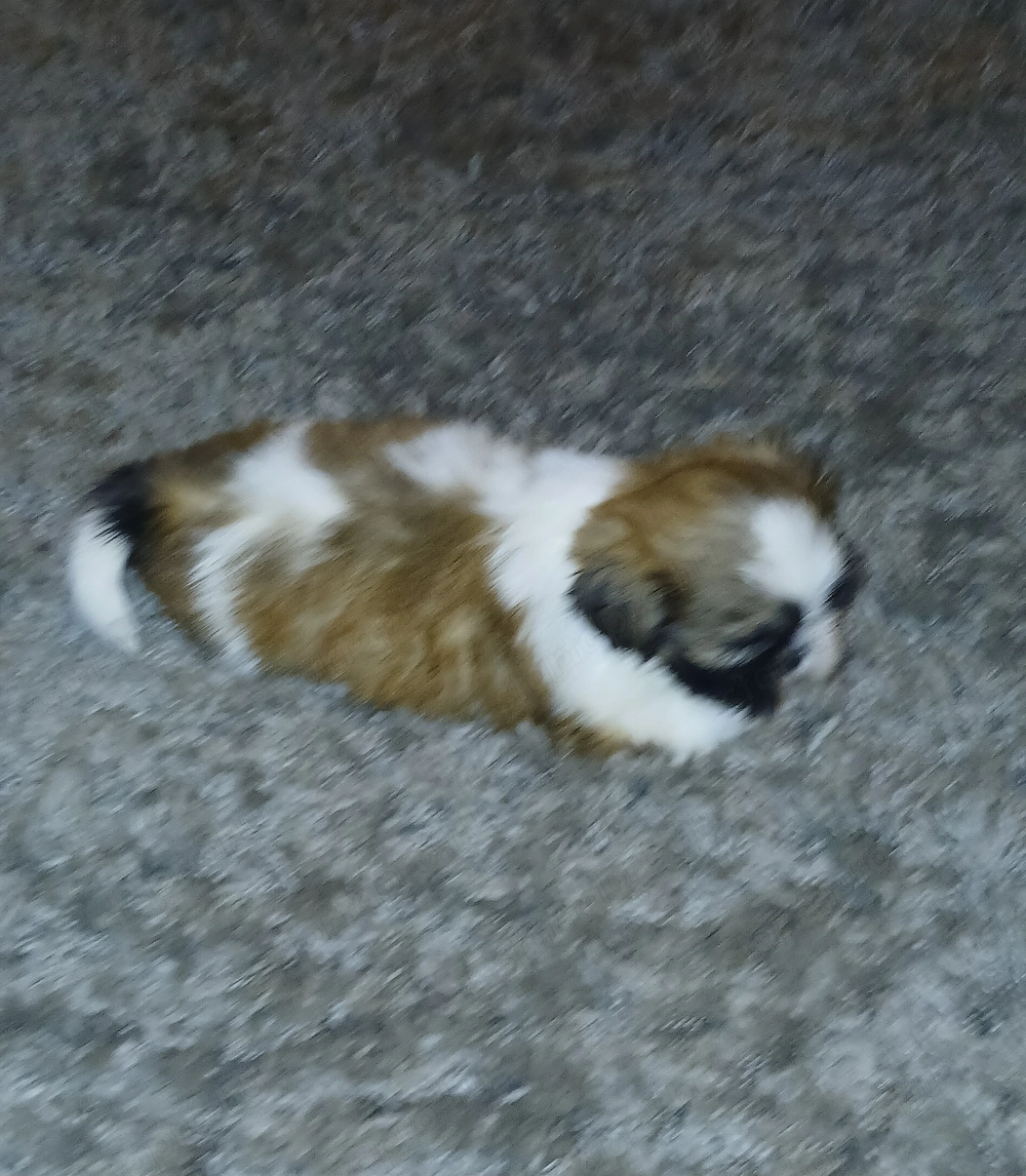 Shih-tzu szuka