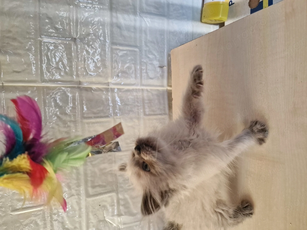 Ragdoll cicus költöznének