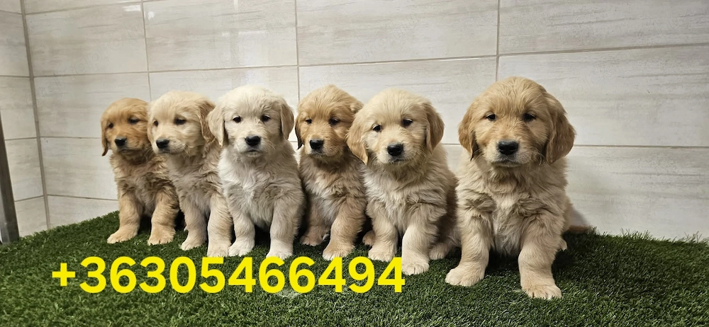 Golden Retriever kiskutyák foglalhatók  .