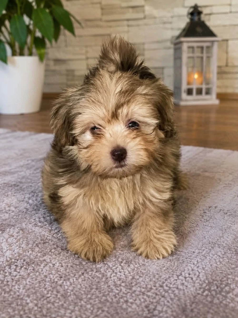 Tündéri bichon havanese kiskutyák eladók !
