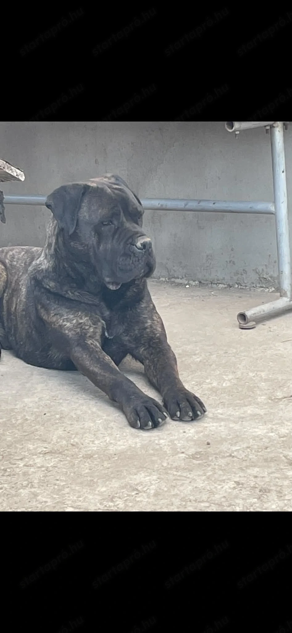 Cane Corso szuka kutya