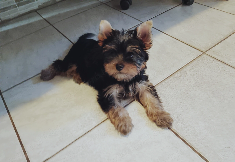 Yorkshire terrier jellegű fiú
