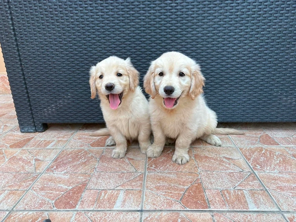 Golden Retriever kiskutyák