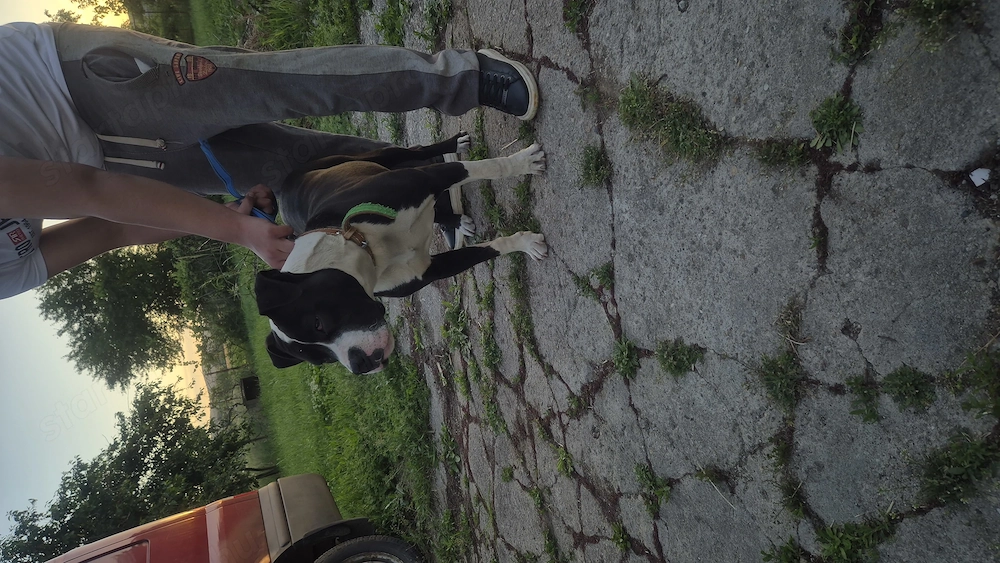 Staffordshire terrier