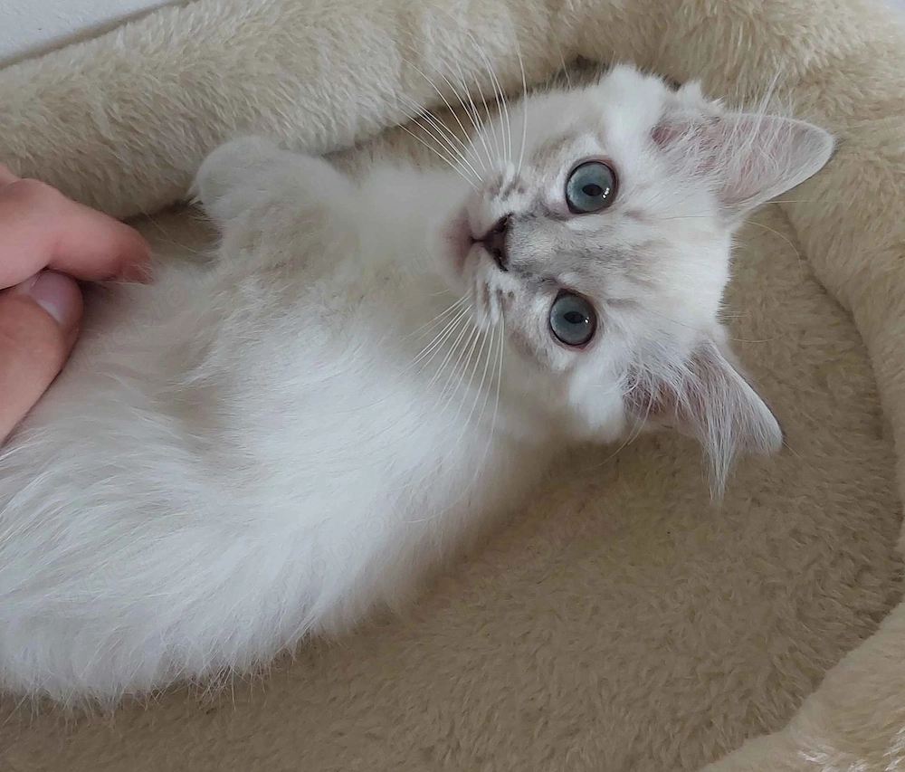 Ragdoll cica Blue Lynx