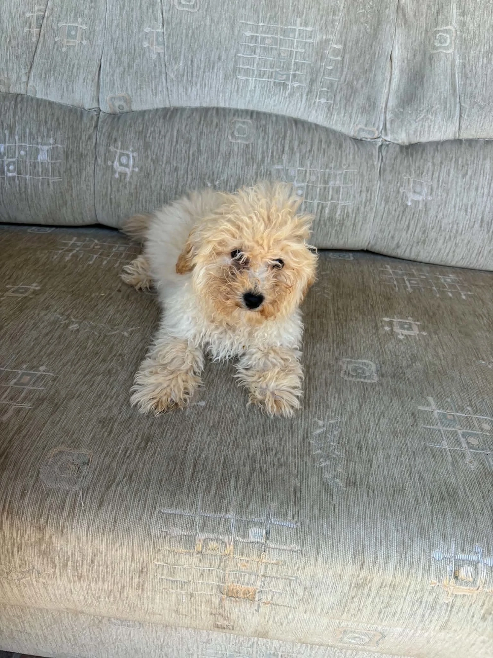 Maltipoo kan eladó