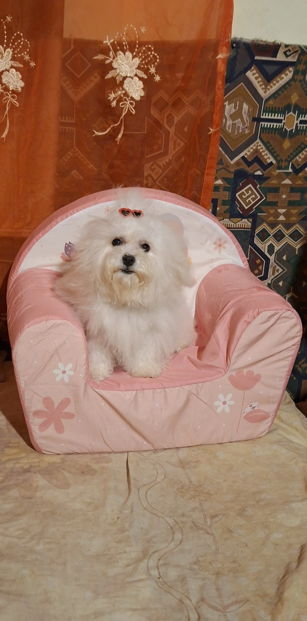 Gyönyörü sz p Bishon frise 