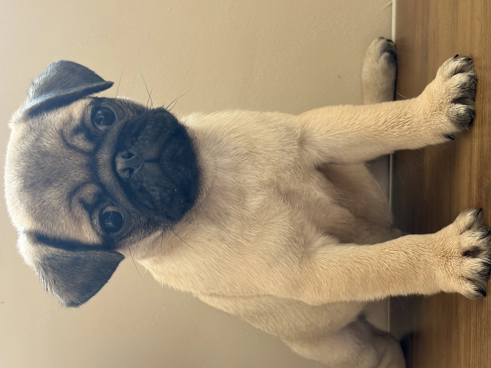 Mopsz kiskutya kisfiú