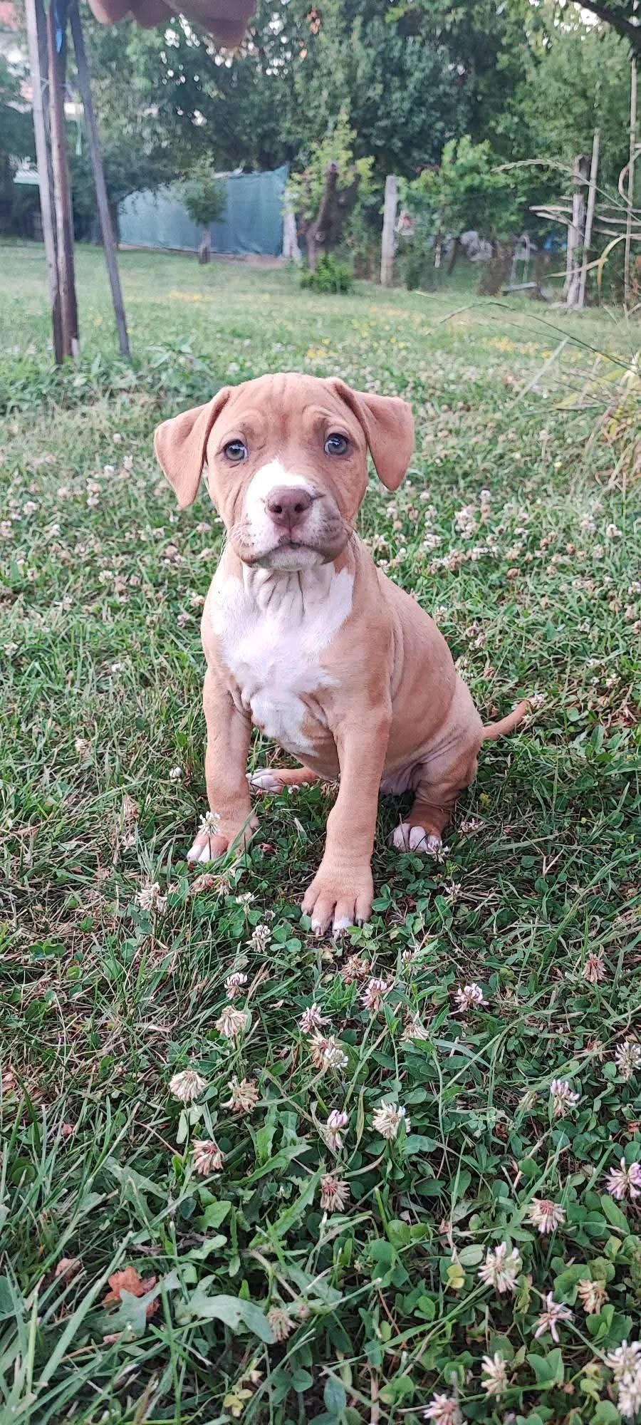 Amerikai Bully 