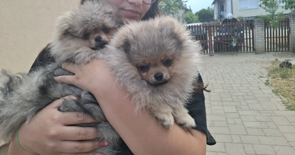 Pomeraniai törpe spitz kan