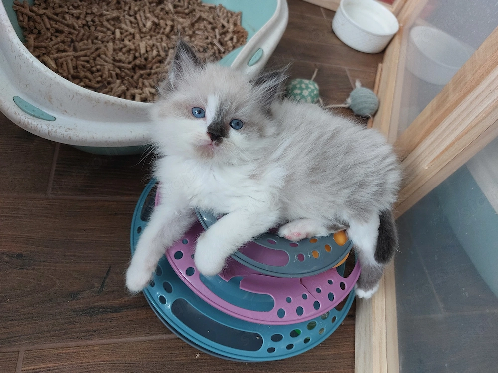 Ragdoll kisfiúk gazdit keresnek. 