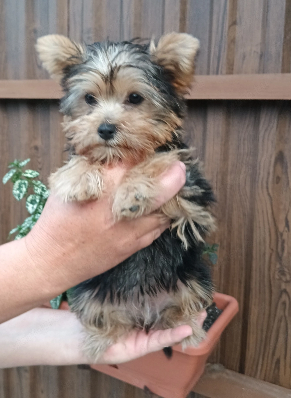 Gazdit keres egy yorkshire terrier (yorki) kiskutya.