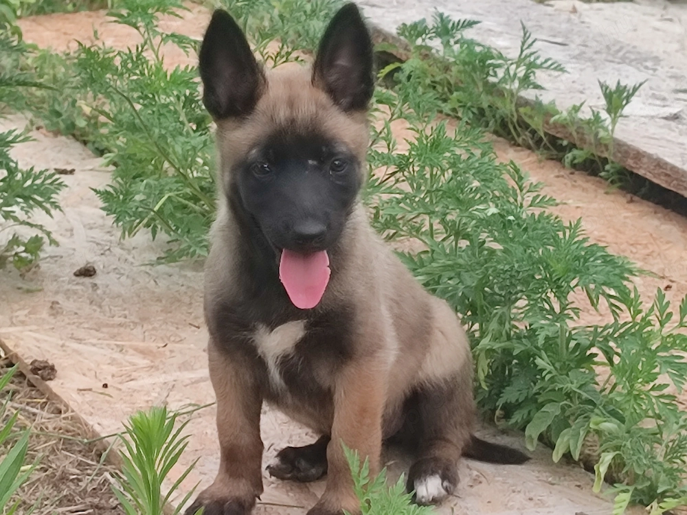 Malinois , Belga juhász ,Mali 