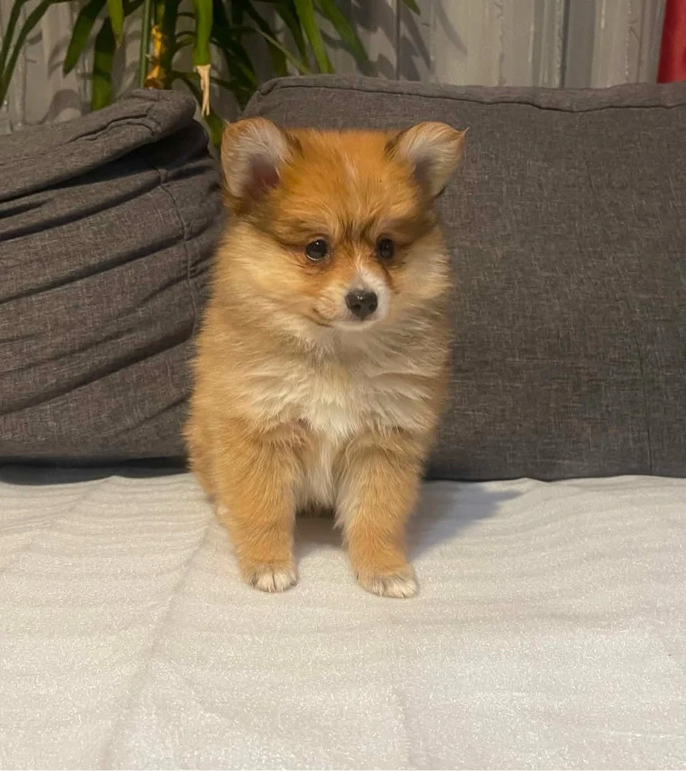 Pomerániai Törpe Spitz kiskutyák Pomerániai Törpespicc kiskutyák