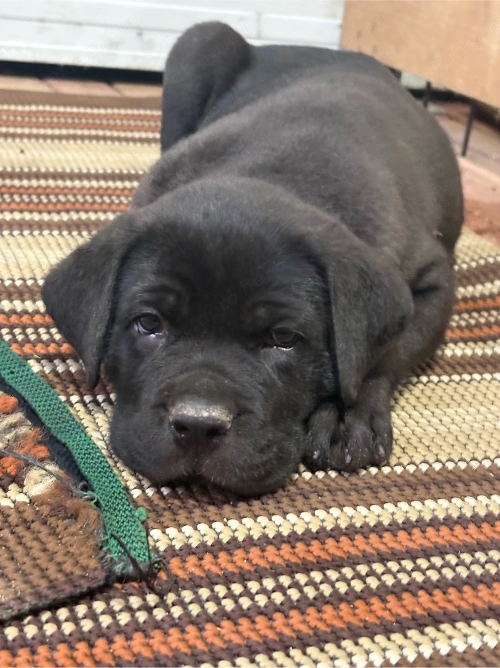 Cane corso kolykok 