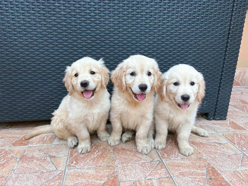 Golden Retriever kiskutyák