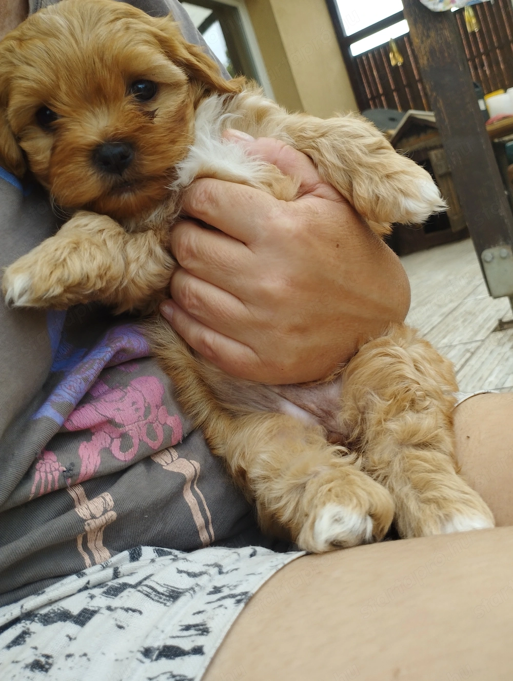 Bichon havanese kiskuty k