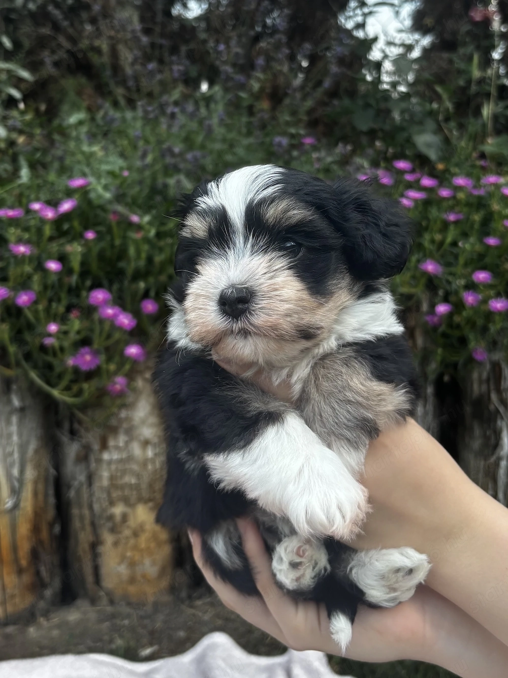 Különleges Bichon Havanese kiskutya