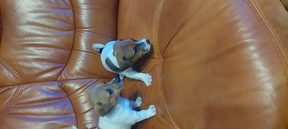Eladó jack Russell kis kutyák 