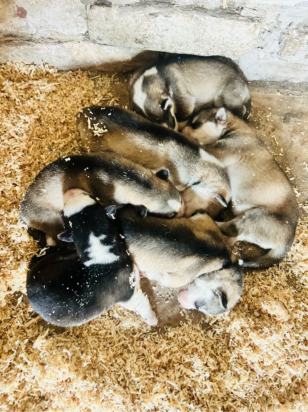 Husky kiskutyák