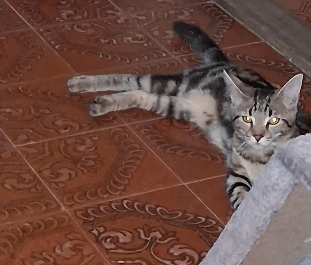 Törzskönyvezett Main coon anyától 6 hónapos lány cica
