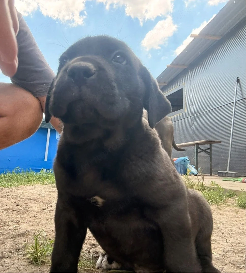 Cane corso kolykok 