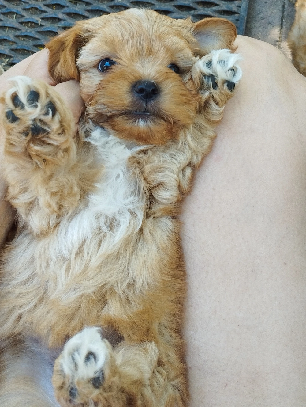 Bichon havanese kiskuty k