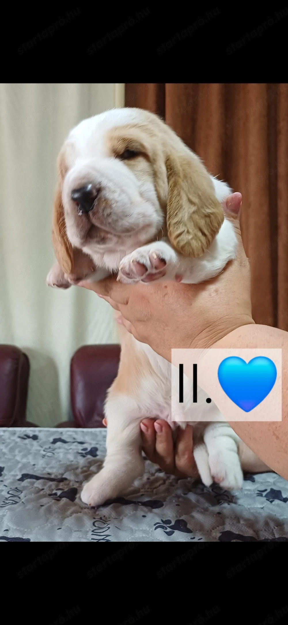 Eladó Basset Hound kiskutyák 