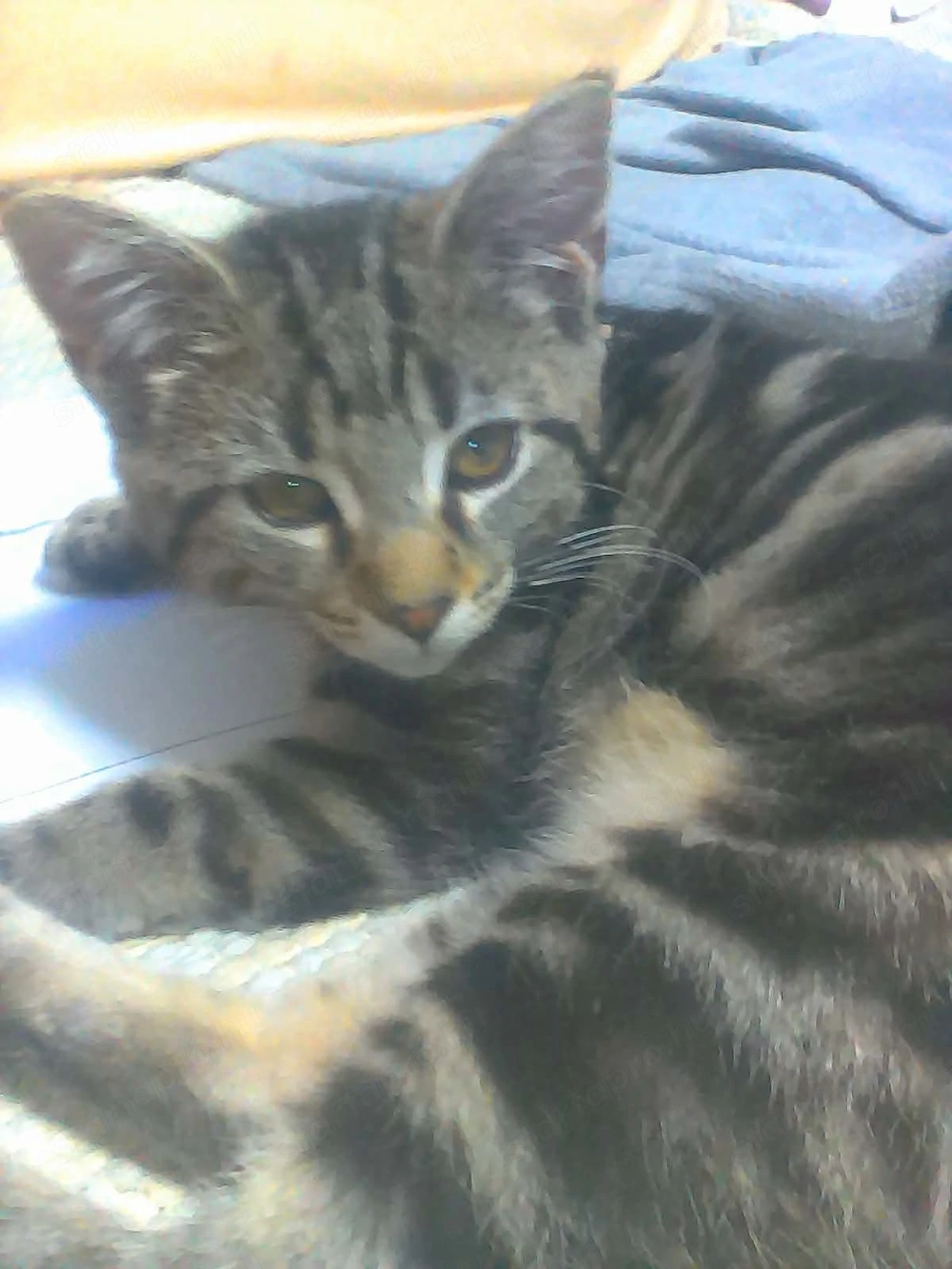 Bengáli-Maine Coon félvér féléves lány cica elado AJÁNDÉKKAL