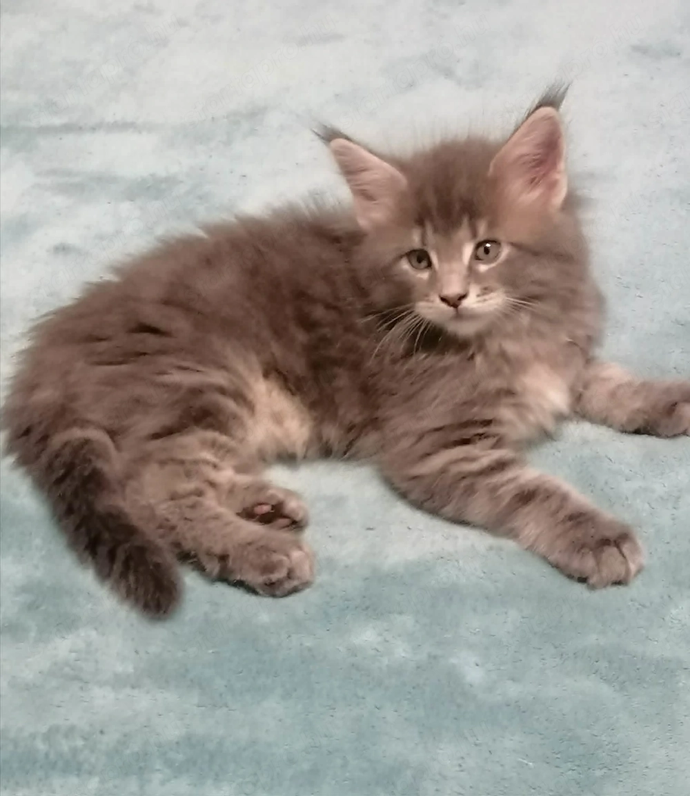 Maine coon kandúr kiscica