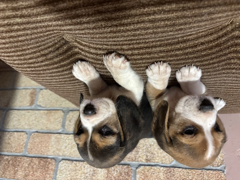 Beagle kis kutyak