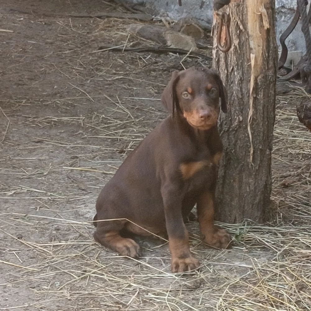 Eladó dobermann kölyök