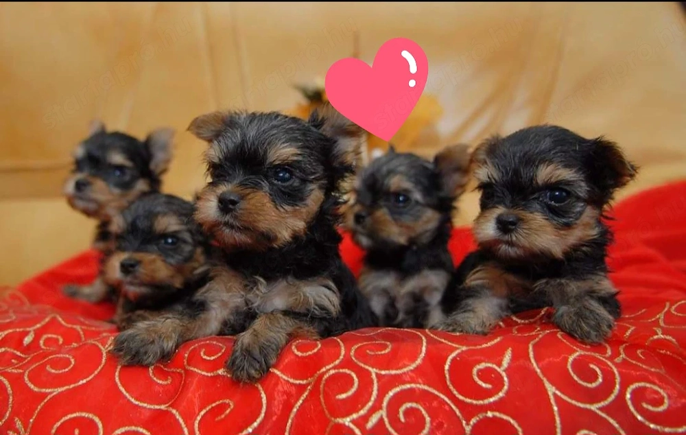 Mini méretű yorkshrie terrier kölykök 